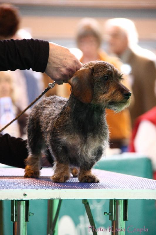 Crufts2011_2 1149.jpg